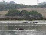 Elkhorn Slough 004  Elkhorn Slough